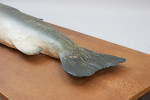 1970's Salmon Trophy Model