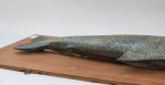 1970's Salmon Trophy Model