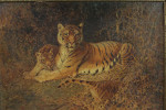 William Woodhouse - Tigers